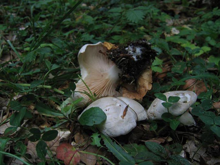 Clitopilus prunulus....e altro....